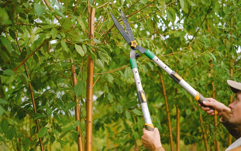 Tree trimming in Calico Rock, AR