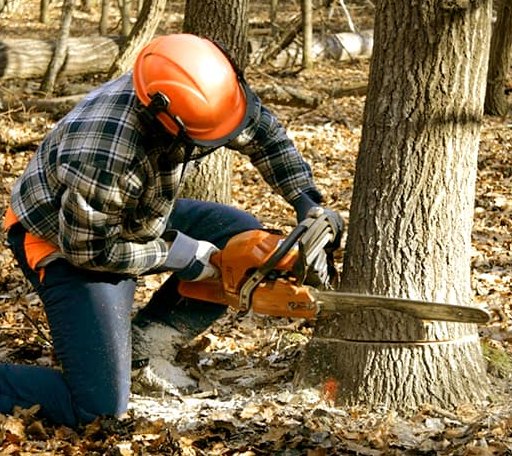 Tree Removal in Calico Rock, AR